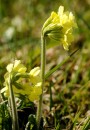 Schluesselblume - Primula veris * 1169 x 1680 * (470KB)
